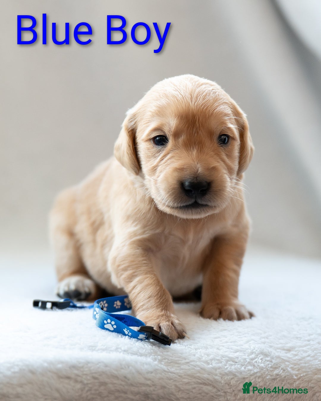 Golden Retriever dogs for sale: Golden Retiever Puppies   - Image 3