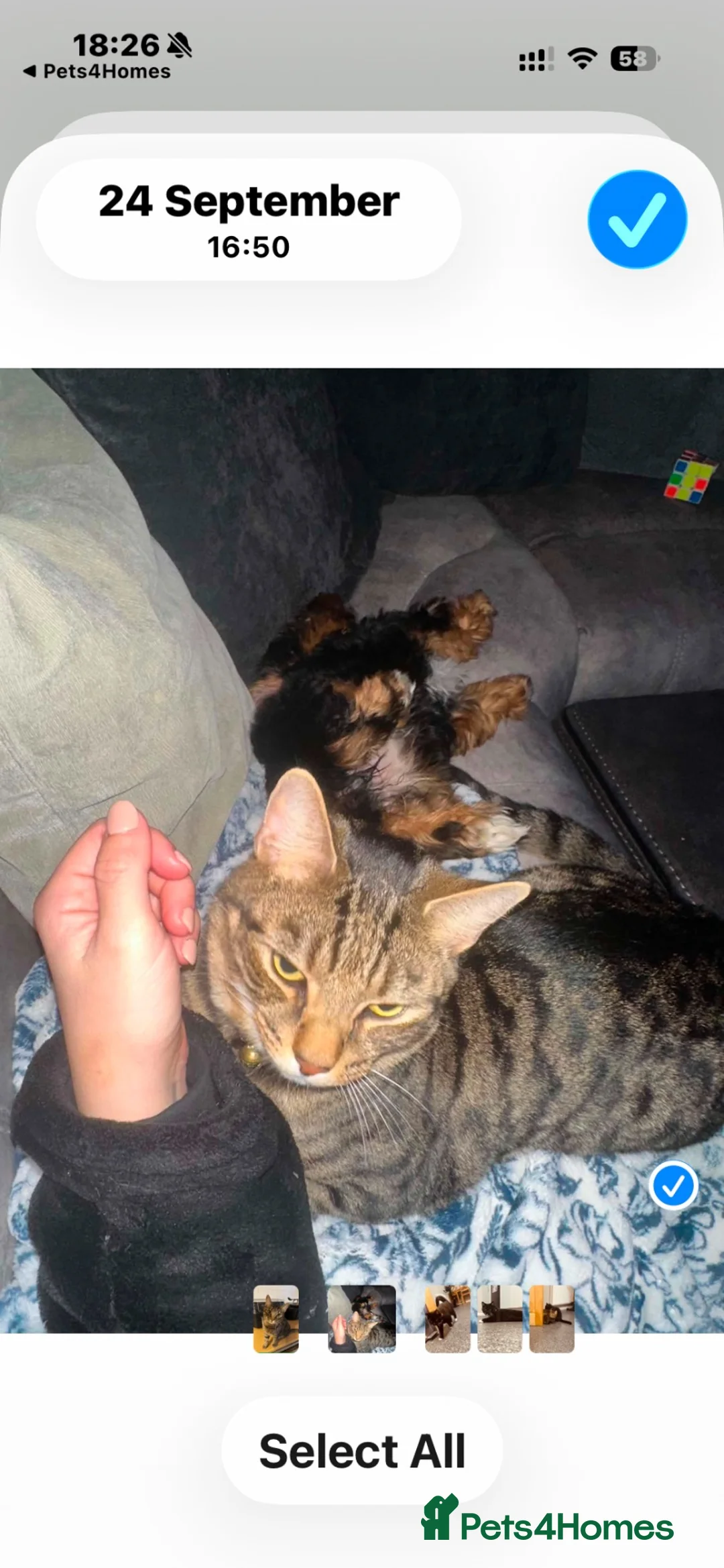 Mixed Breed cats for sale: FREE!!!!!! Bengal cross male , bsh cross female  in Baldock - Advert 6