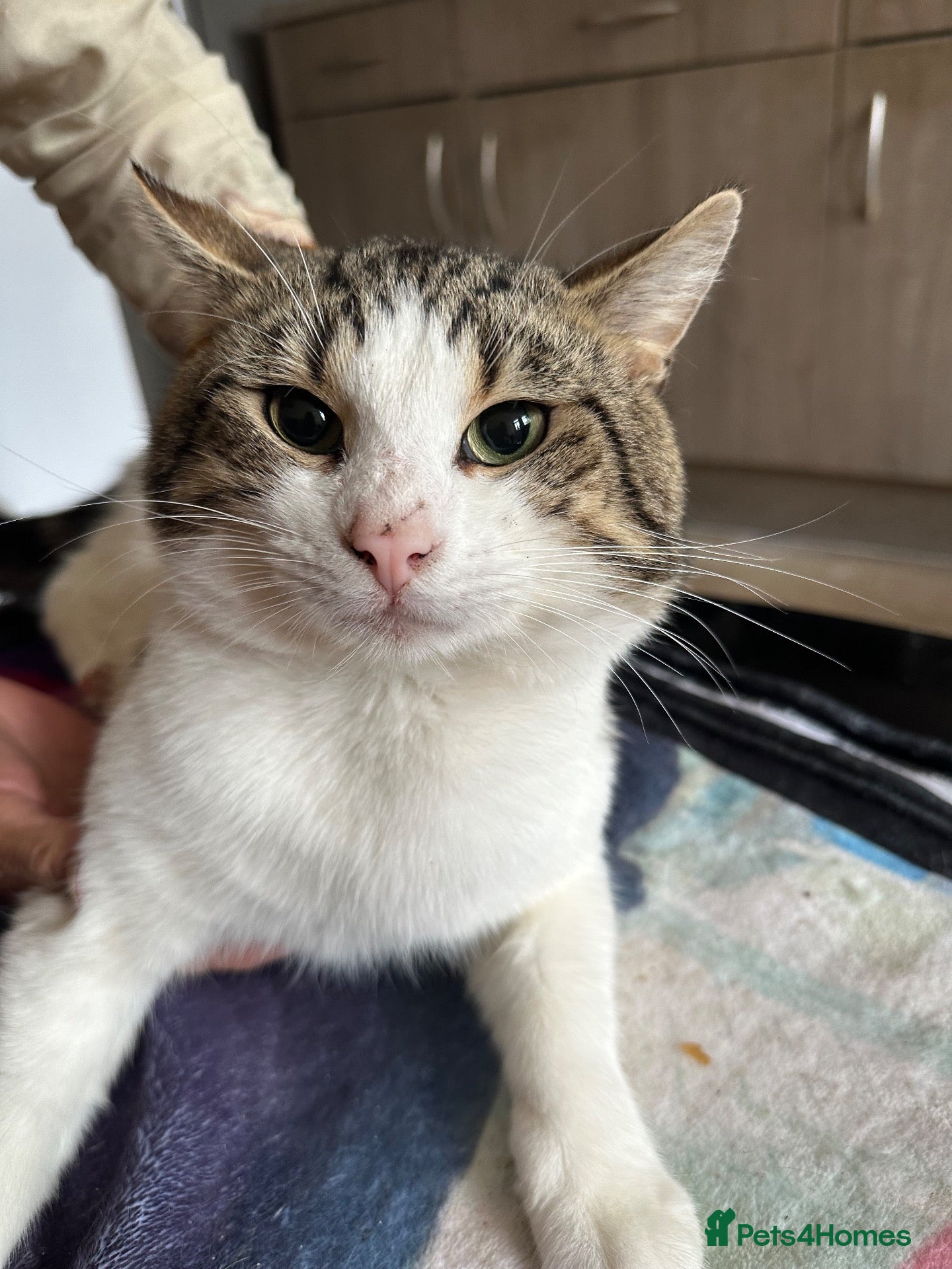 Mixed Breed cats Male cat - Advert 4