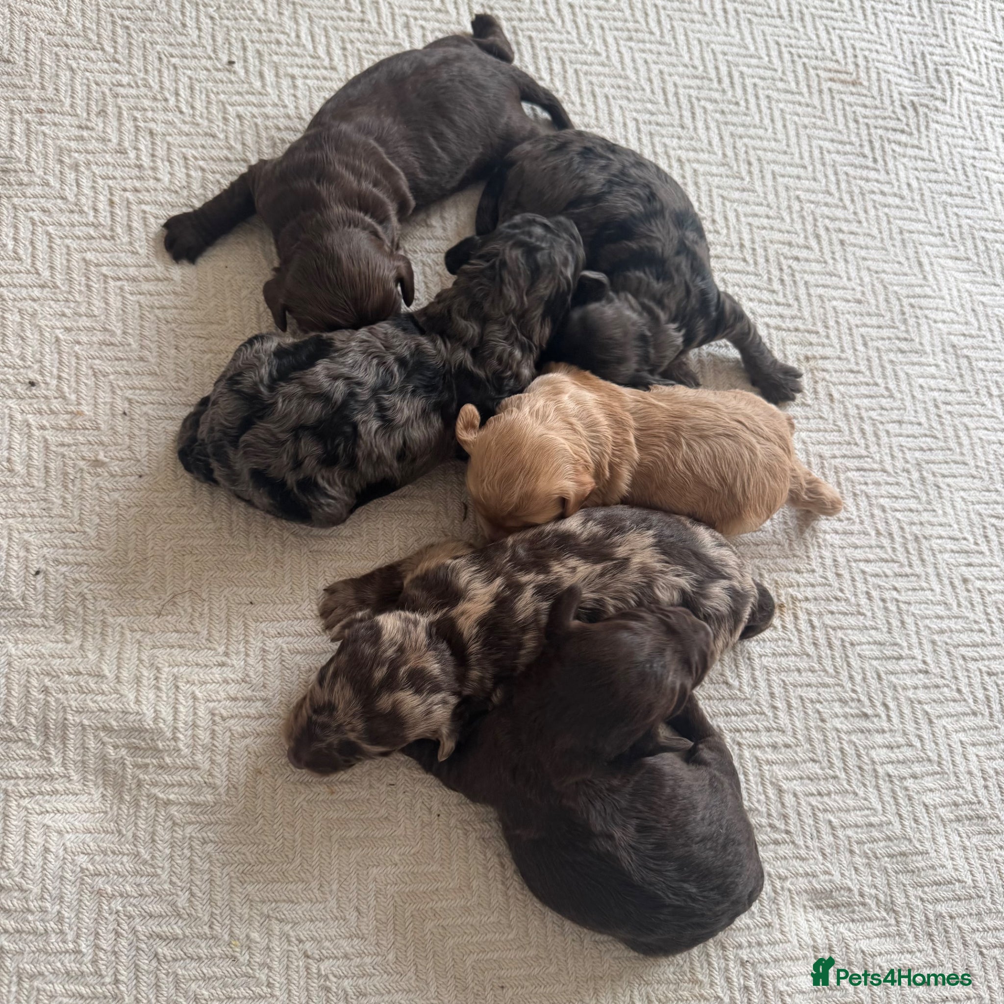 Mixed Breed dogs for sale: doxiepoo pups x2 female x4 male  - Advert 7