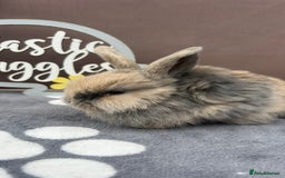 Mini Lop rabbits for sale: Female pure bred mini lop - Image 3