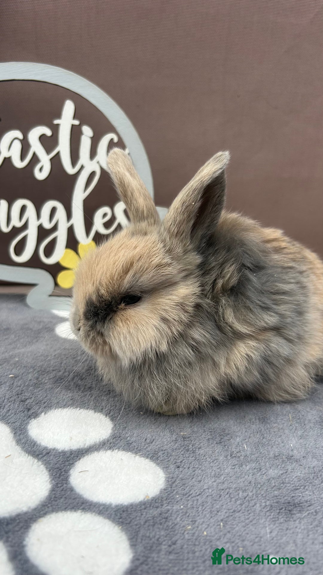 Mini Lop rabbits for sale: Female pure bred mini lop - Image 3