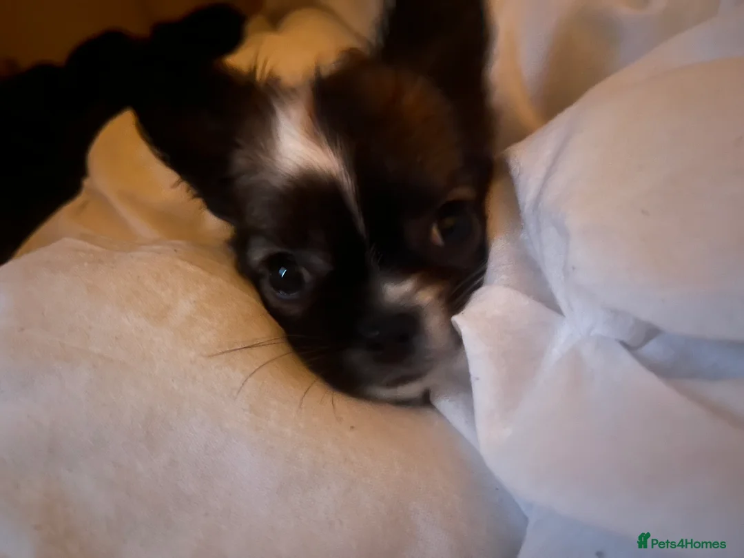 Chihuahua dogs for sale: long haired chihuahua puppy - Advert 2