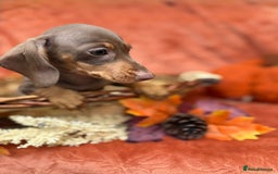 Miniature Dachshund dogs for sale: Miniature dachshund puppies  - Image 12
