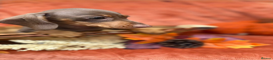 Miniature Dachshund Puppy 4