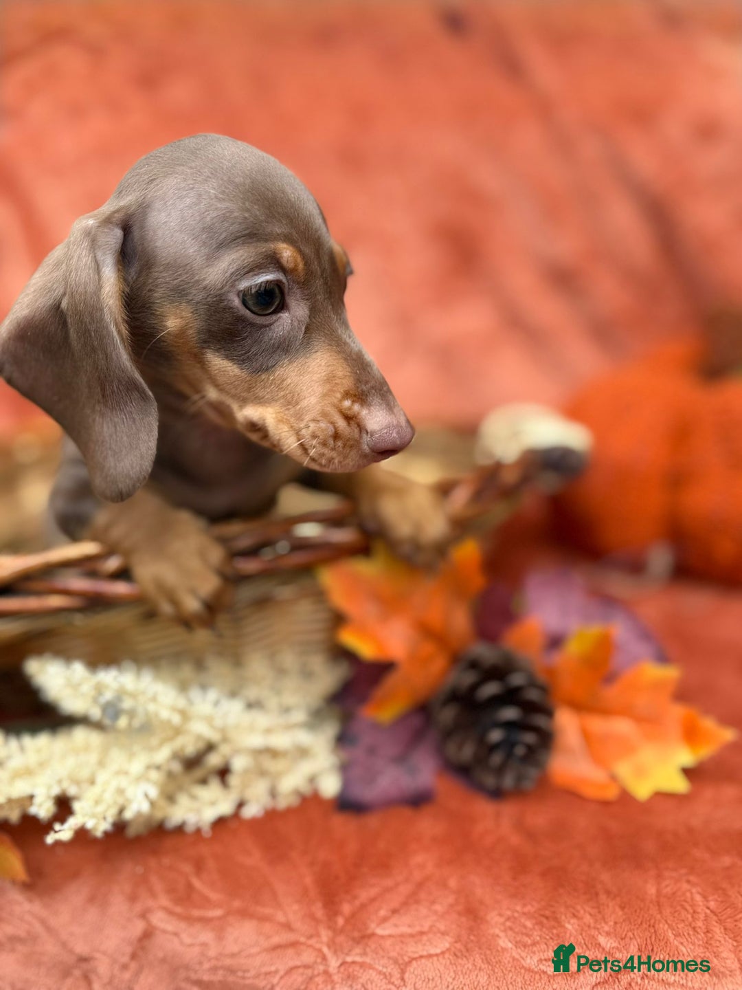 Miniature Dachshund dogs for sale: Miniature dachshund puppies  - Image 12