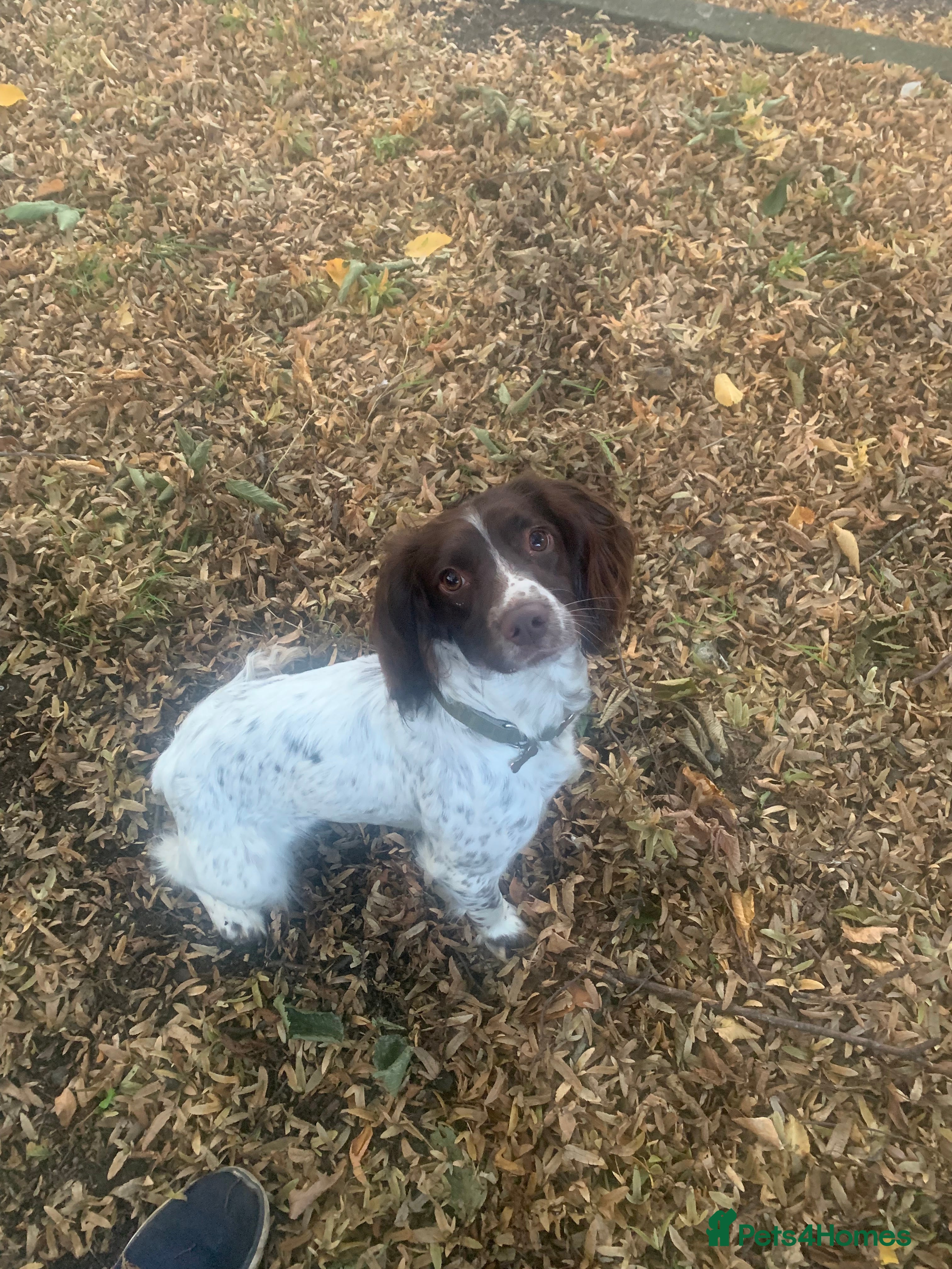 English Springer Spaniel dogs Outstanding FTCH Line working Springer Spaniel  - Advert 3