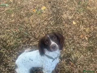 English Springer Spaniel dogs Outstanding FTCH Line working Springer Spaniel - Advert 1