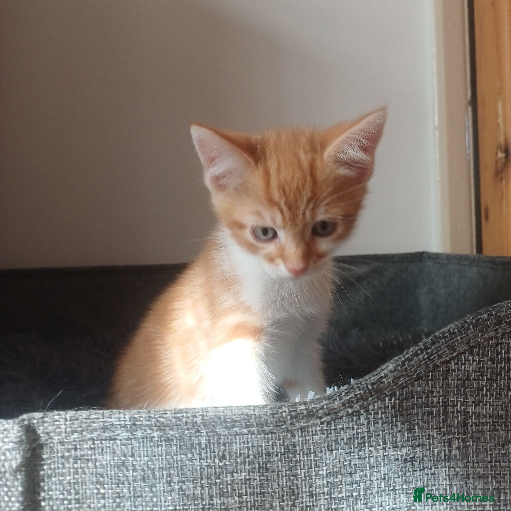 Mixed Breed cats Wonderful Kittens🥰🥰🥰 - Advert 17