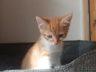 Mixed Breed cats Wonderful Kittens🥰🥰🥰 - Advert 1