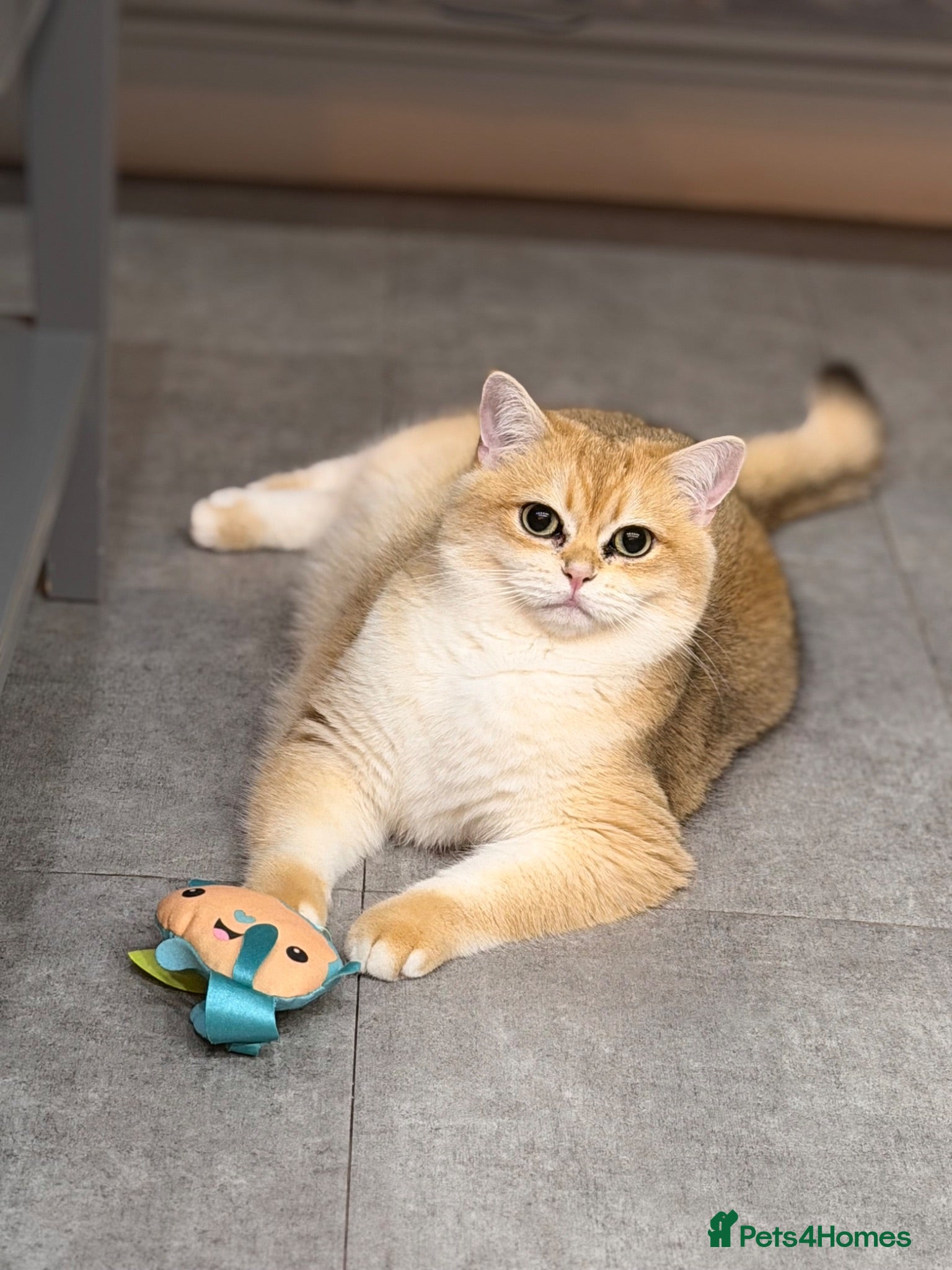 British Shorthair cats Charlie is ready for a new home - Advert 1