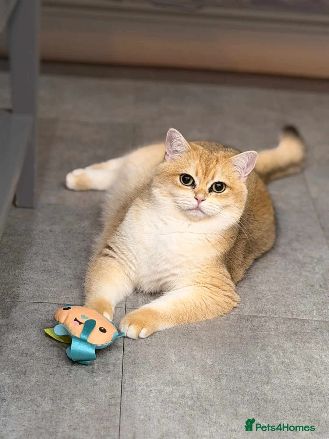 British Shorthair cats for sale: Charlie is ready for a new home - Advert 1