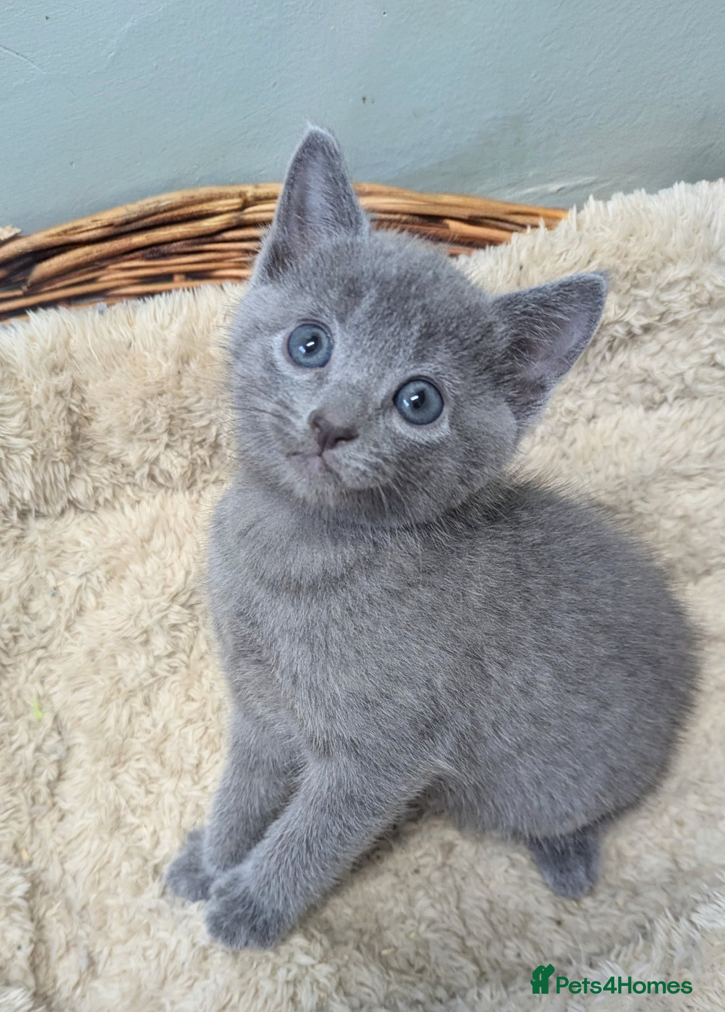 Russian Blue cats TICA Pedigree kittens - Advert 1