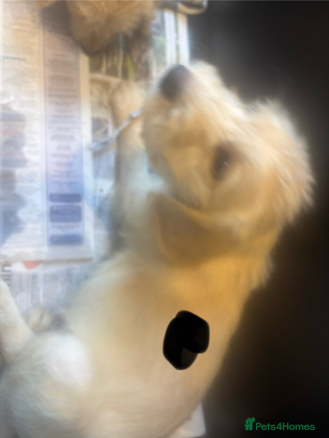Labradoodle dogs for sale: F1 Labradoodles  - Image 20