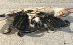 Bengal cats for sale: Half Bengal kittens   - Image 8