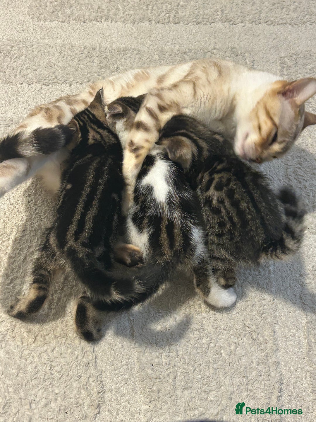 Bengal cats for sale: Half Bengal kittens   - Image 8