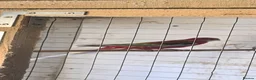 Parakeets birds for sale: Pair  rosellas for sale  in Aberystwyth - Advert 2