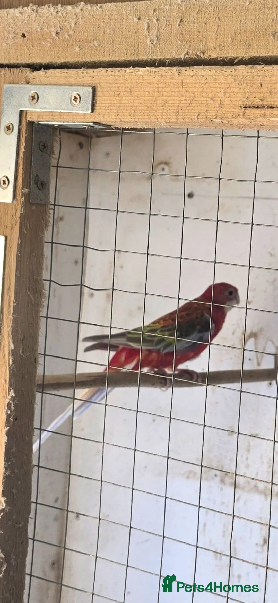 Parakeets birds for sale: Pair  rosellas for sale  in Aberystwyth - Advert 2