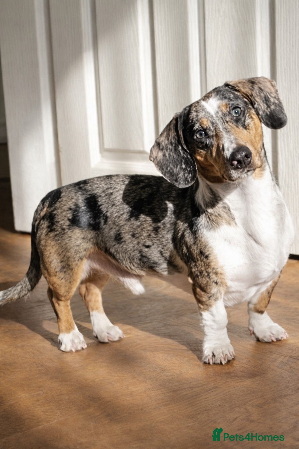 Mixed Breed dogs 🐾Meet NORMAN 🐾 - a Lovely Boy for a Loving Home  - Advert 14