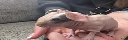 Guinea Pig rodents for sale: Baby skinny pig boar - Advert 2