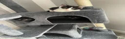 Mixed Breed cats for sale: Adorable kittens ready for there loving homes  in Hailsham - Advert 13