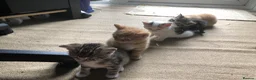 Mixed Breed cats for sale: 5 beautiful kittens looking for new homes - Advert 8