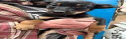 Australian Kelpie dogs for sale: Australian kelpie puppies - Advert 14