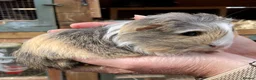 Guinea Pig rodents for sale: Baby guinea pigs  - Advert 10