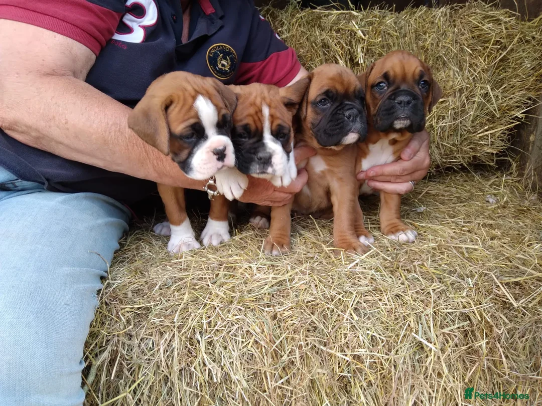 Boxer dogs for stud: KC Red and White Boxer to Stud - Advert 9