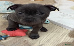 Staffordshire Bull Terrier dogs for sale: Stunning Staffordshire Bull Terrier pups   in Farnborough - Image 17