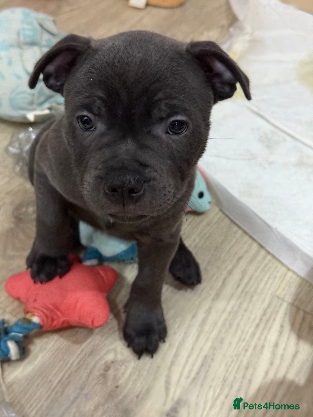 Staffordshire Bull Terrier dogs for sale: Stunning Staffordshire Bull Terrier pups   in Farnborough - Image 17