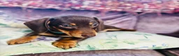 Miniature Dachshund dogs for sale: Stunning Miniature Dachshund  - Advert 3
