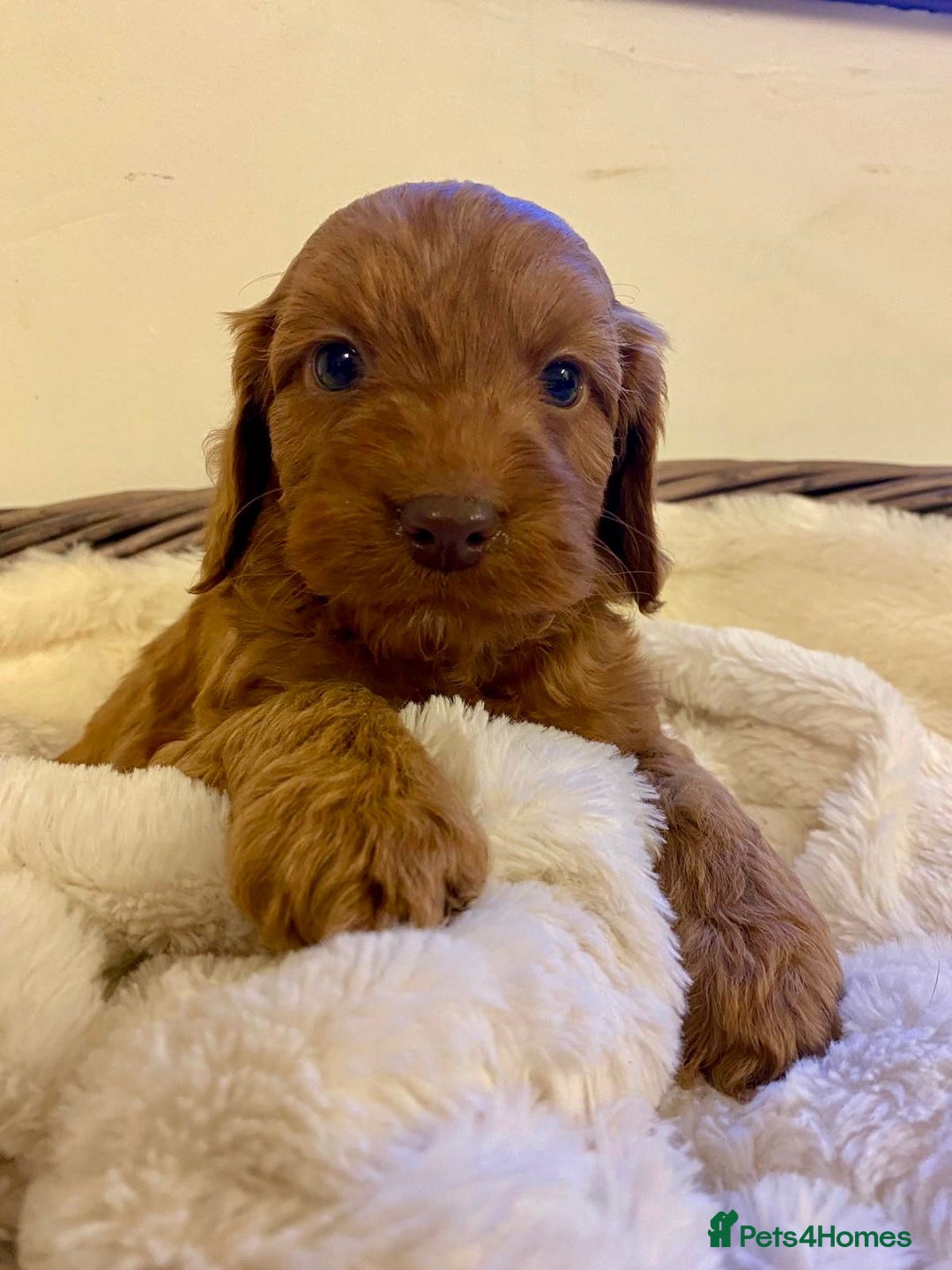 Cockapoo dogs for sale: Deep Fox Red Toy Cockapoos   - Image 17