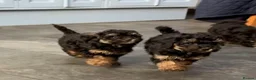 Toy Poodle dogs for sale: 3 Stunning Phantom KC Toy Poodle Puppies - Advert 13