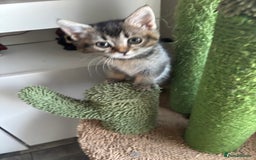 Mixed Breed cats for sale: Cute kittens - Image 1