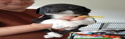 Sprollie dogs for sale: Gorgeous Sprollies puppies  Ready to leave  - Advert 10