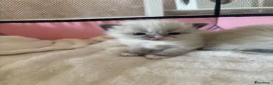 Ragdoll Kitten 3