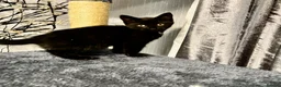 Mixed Breed cats for sale: Beautiful tuxedo kittens - Advert 18
