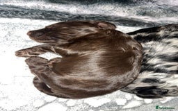 Cockapoo dogs for sale: 🌈 Outstanding rainbow cockapoo puppies 🐶 - Image 11