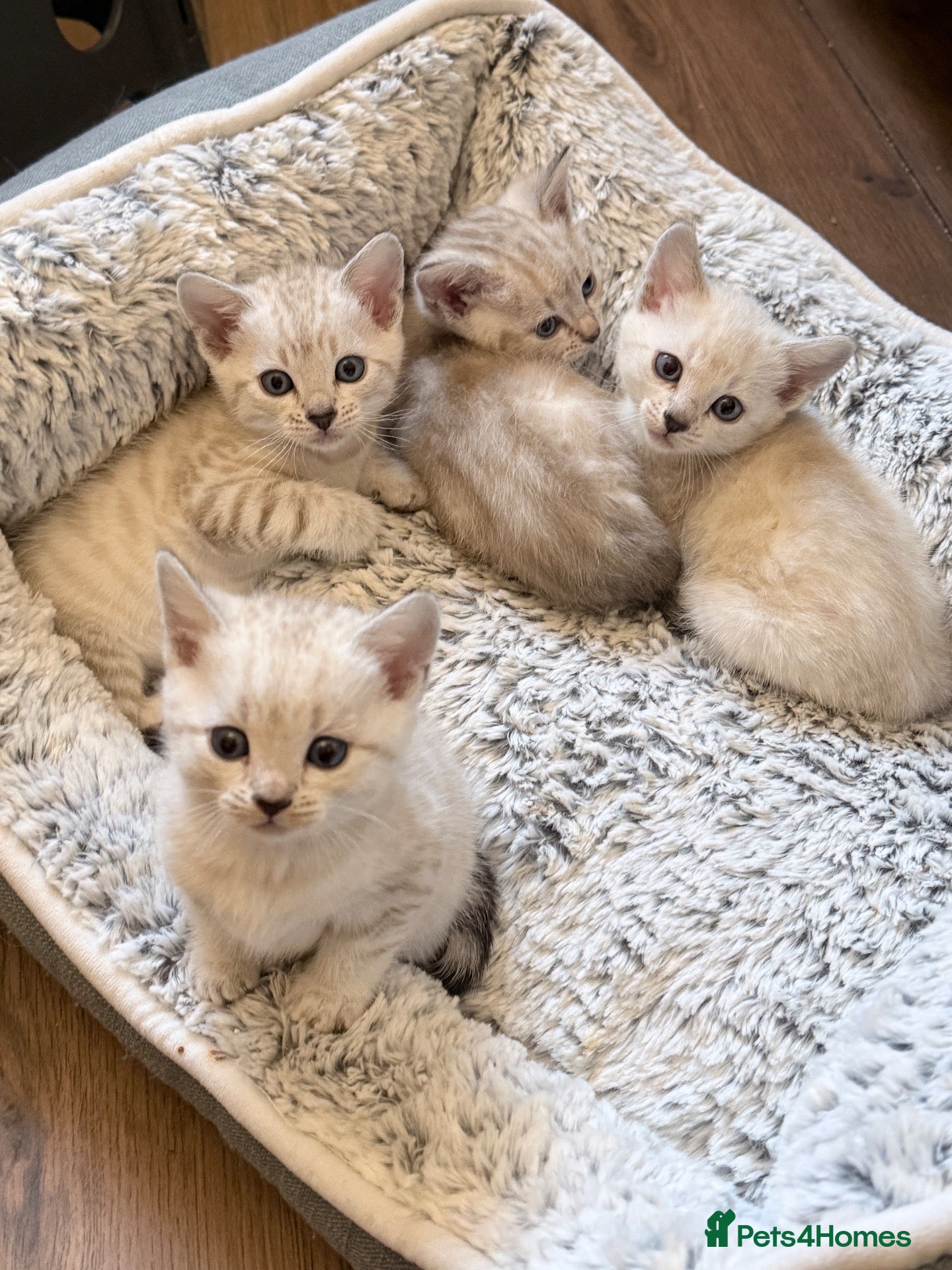 Bengal cats Snow/Leopard Bengal Kittens- Ready Now - Advert 1