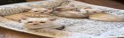 Bengal cats for sale: Snow/Leopard Bengal Kittens- Last One Left - Ready - Advert 1