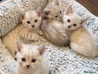 Bengal cats Snow/Leopard Bengal Kittens- Ready Now - Advert 2