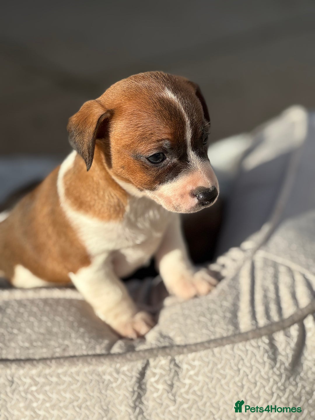 Jack Russell dogs for sale: Beautiful Jack Russell pups - Advert 2