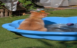 Mixed Breed dogs for sale: 1 girl and 1 boy available now  in London - Image 9