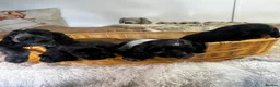 Cocker Spaniel dogs for sale: super Quality True To Type KC - Advert 9