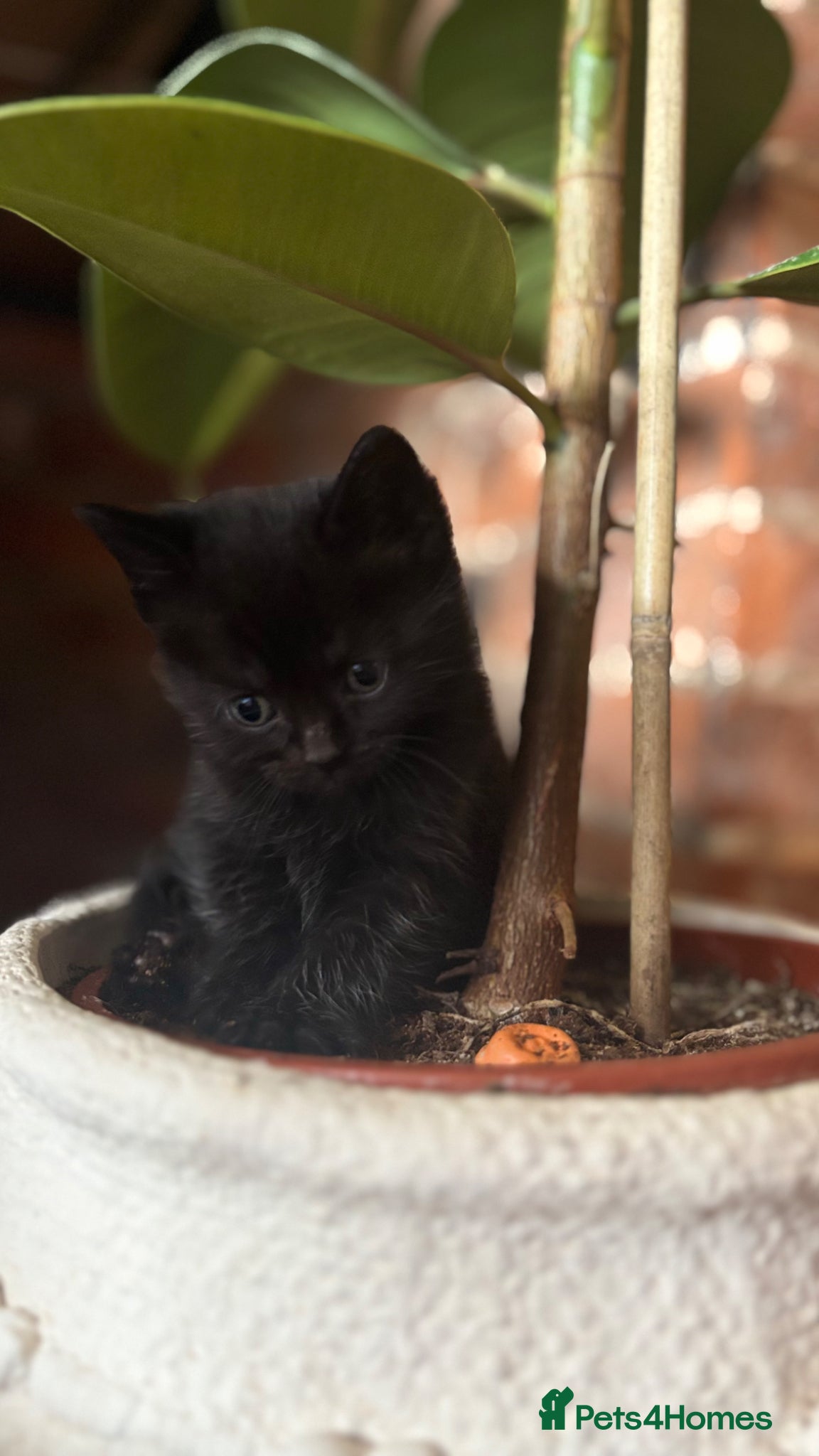 Mixed Breed cats Maine coon x Persian x - Advert 11