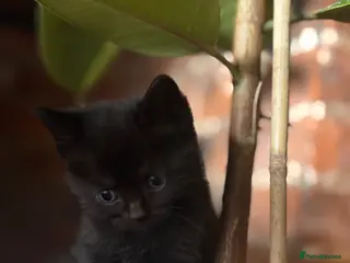 Mixed Breed cats Maine coon x Persian x - Advert 1