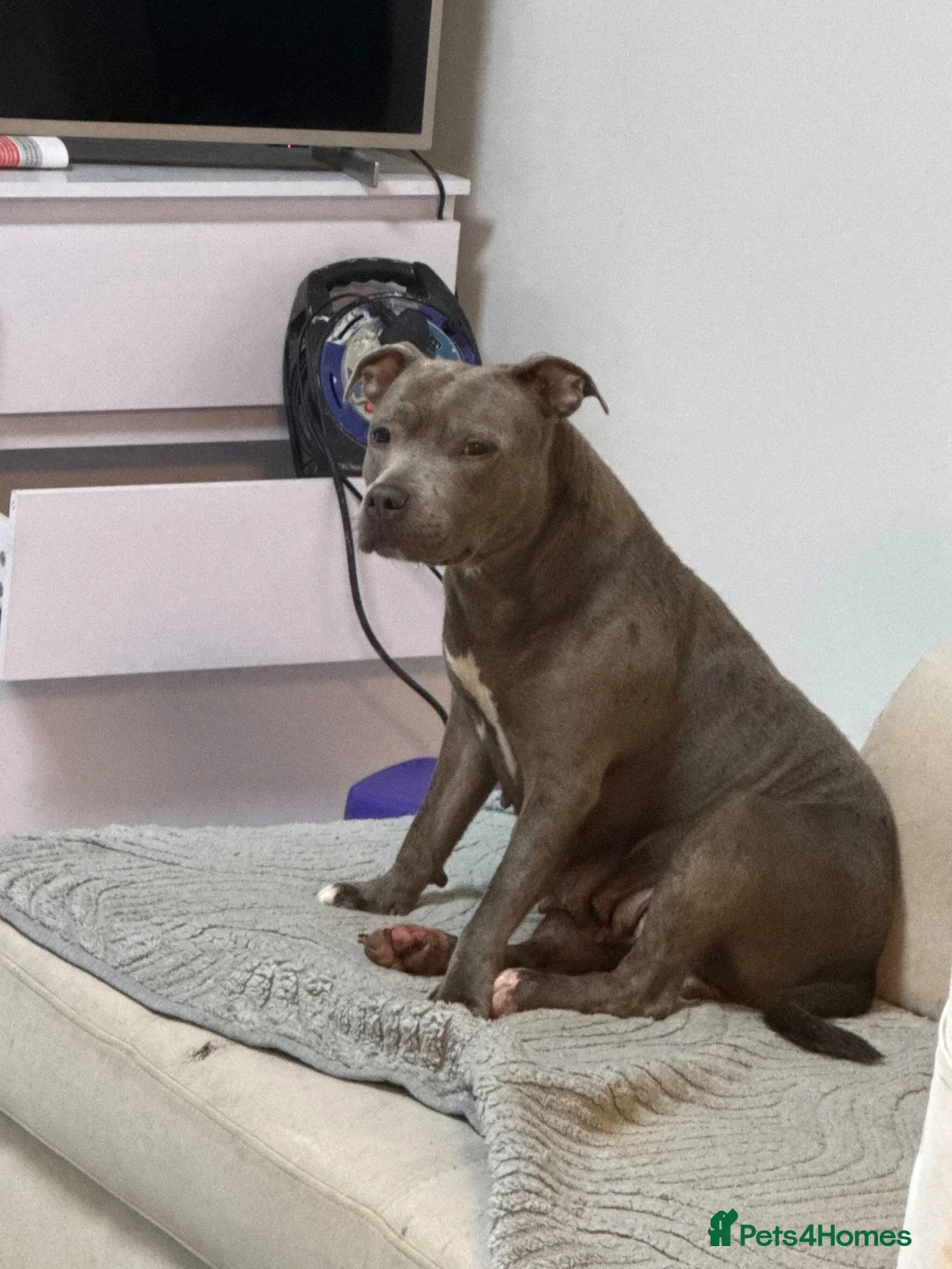 Staffordshire Bull Terrier dogs for sale: 💙 GORGEOUS BLUE STAFFY PUPPIES💙🐾 - Advert 1