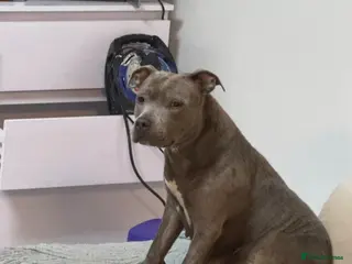 Staffordshire Bull Terrier dogs 💙 GORGEOUS BLUE STAFFY PUPPIES💙🐾 - Advert 1