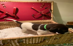 German Shorthaired Pointer dogs for sale: ⭐ 6 adorable German shorthaired pointer puppies ⭐️ - Advert 13